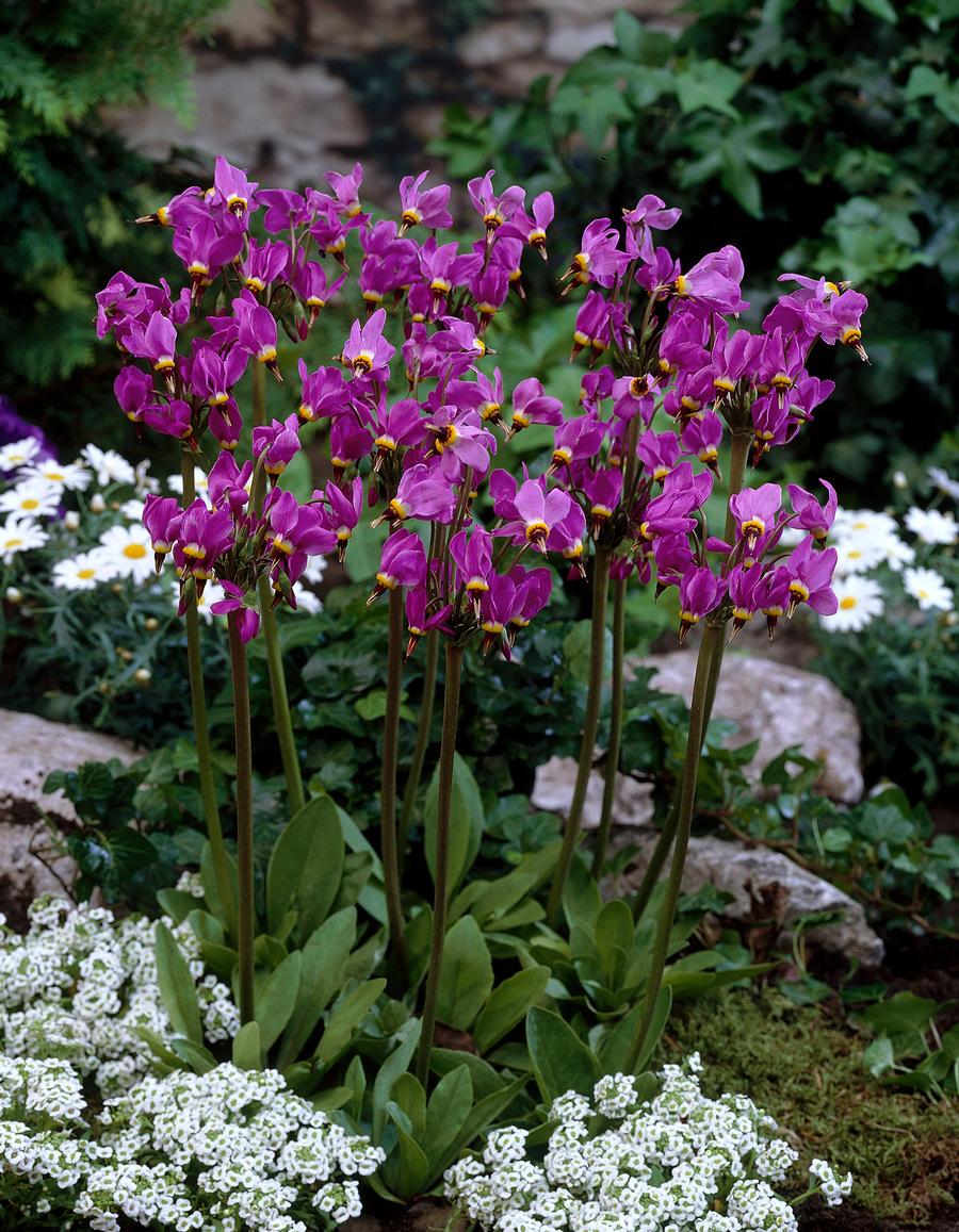 Dodecatheon meadia 'Aphrodite'