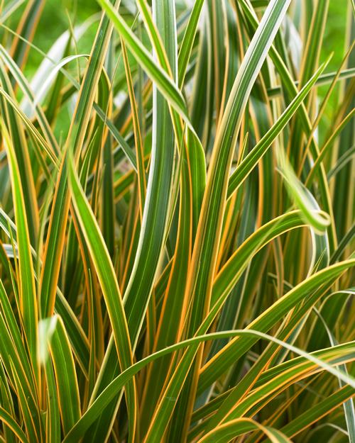 Carex oshimensis 'EverColor® Everglow'