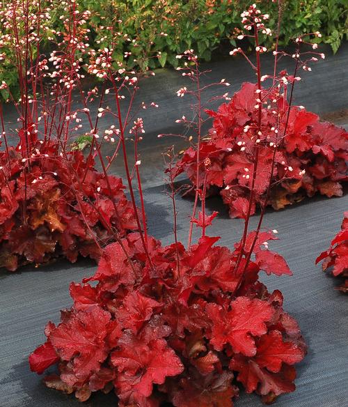 Heuchera 'Forever® Red'