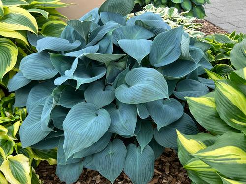 Hosta 'Bulletproof'