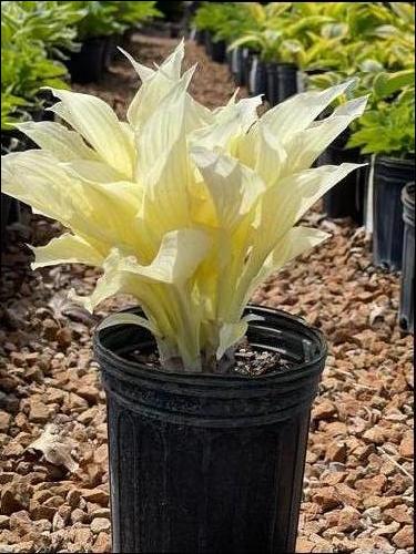 Hosta 'White Feather'