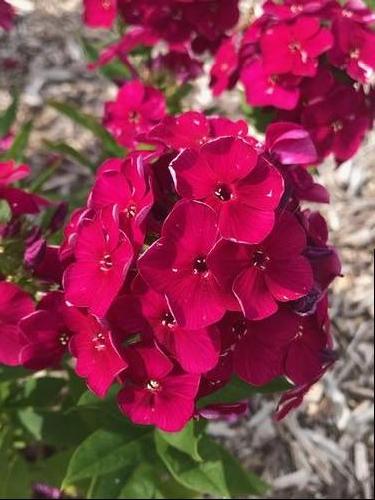 Phlox Dwarf Garden paniculata 'Bambini® Cherry Crush'