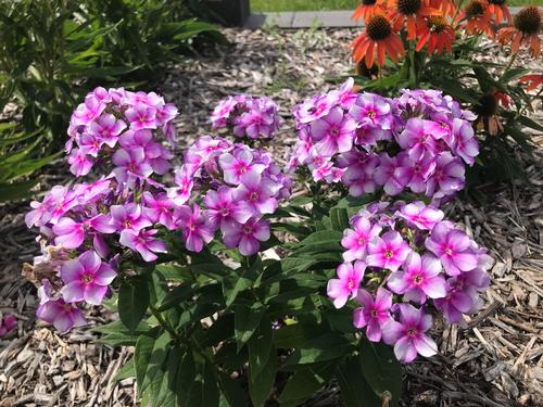 Phlox Dwarf Garden paniculata 'Bambini® Lucky Lilac'