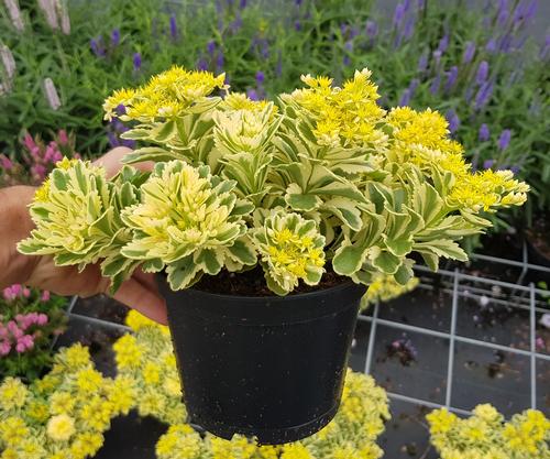 Sedum Low Growing/Ground Cover takesimense 'Atlantis™'