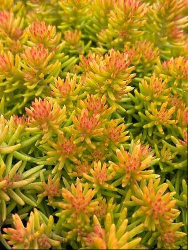 Sedum SunSparkler® Series 'Angelina's Teacup'