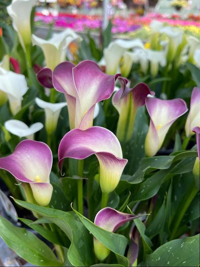 Calla 'Nashville®'