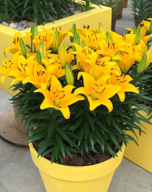 Lilium - Asiatic Pot Lily Looks™ 'Bloom Extensions™ Yellow'