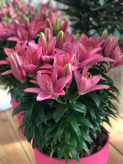 Lilium - Asiatic Pot Lily Looks™ 'Bloom Extensions™ Pink'