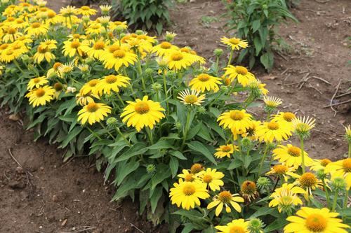 Echinacea 'Sombrero® Lemon Yellow Improved'