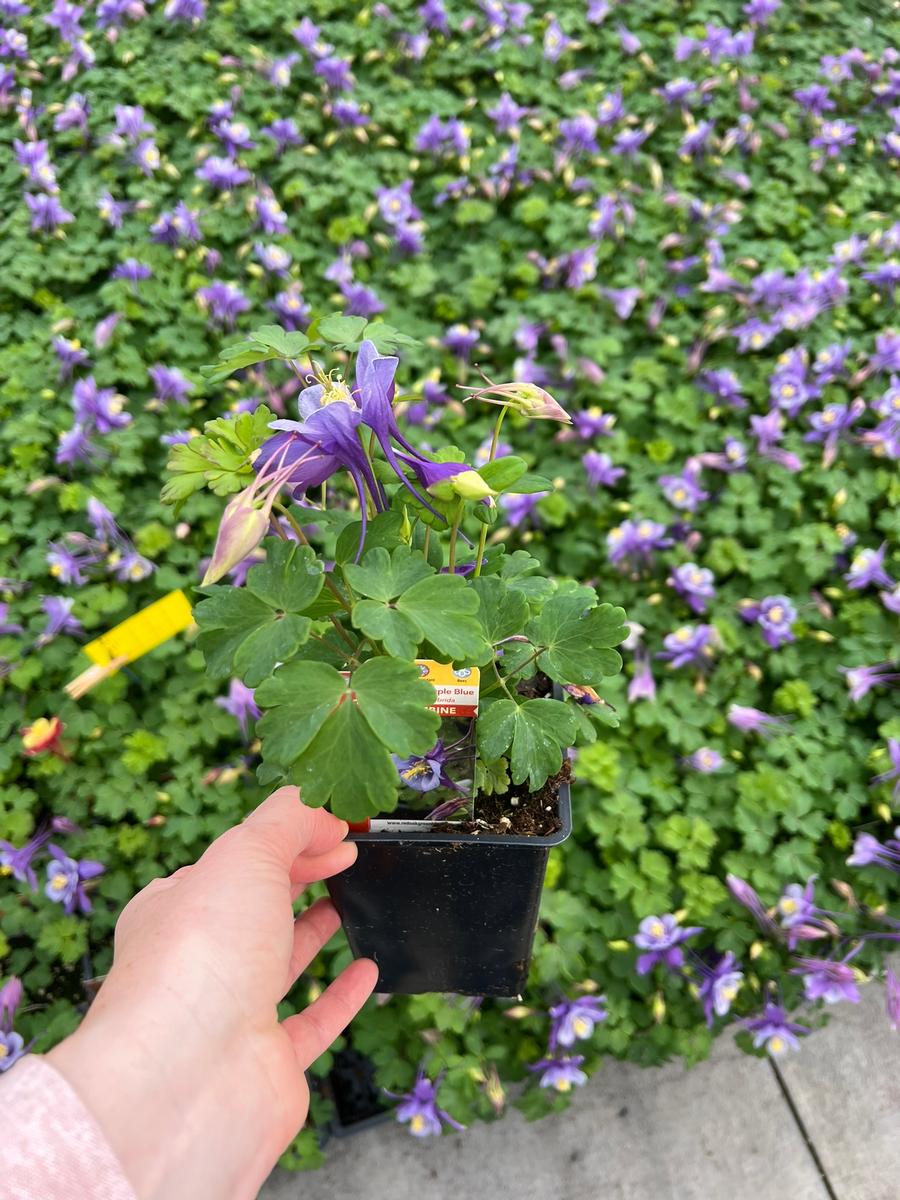 Aquilegia 'Earlybird™ Purple Blue'