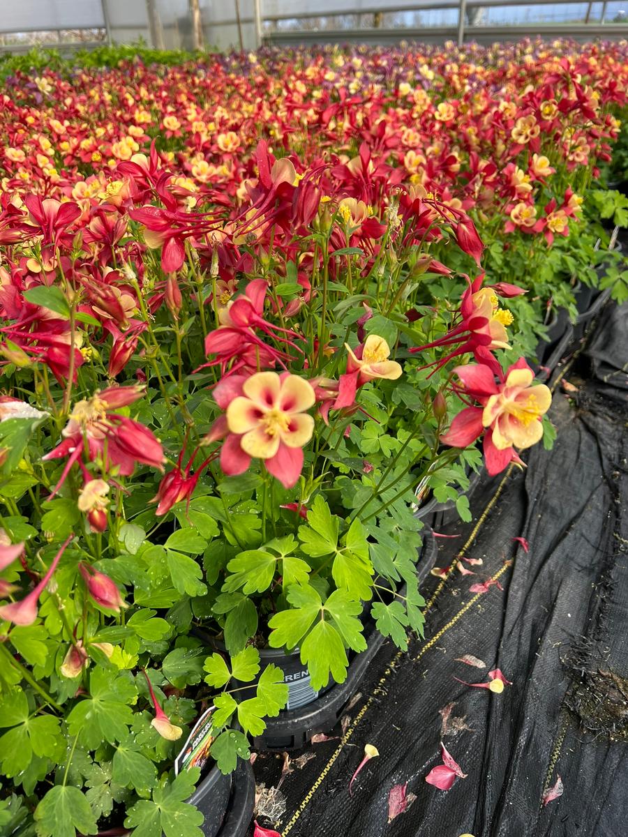 Aquilegia 'Earlybird™ Red Yellow'