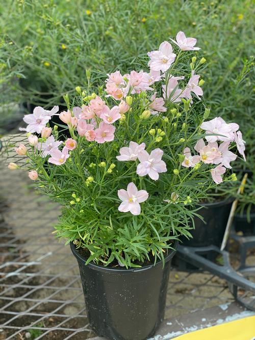 Delphinium grandiflorum 'Summer Morning'