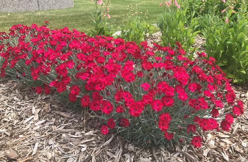 Dianthus 'Mountain Frost™ Red Garnet'