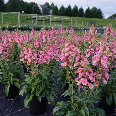 Digitalis hybrida 'Arctic Fox™ Rose'