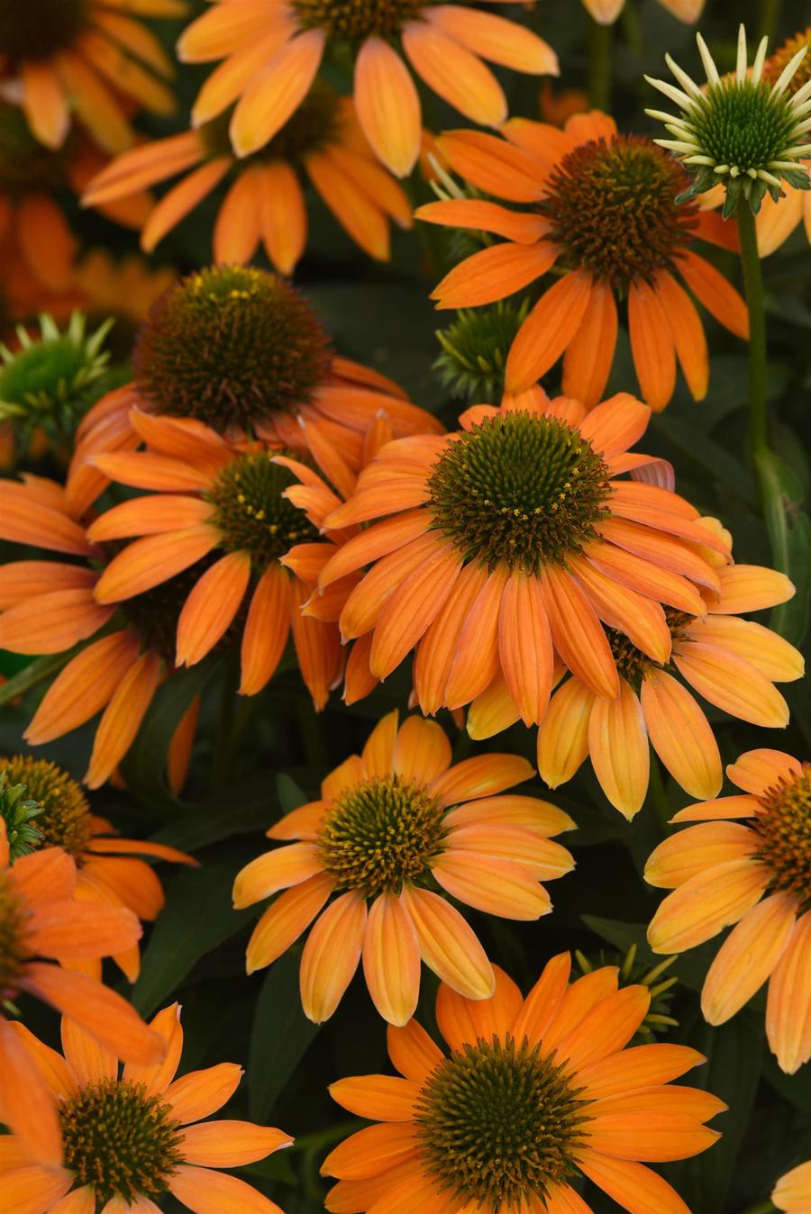 Echinacea 'Artisan™ Soft Orange'