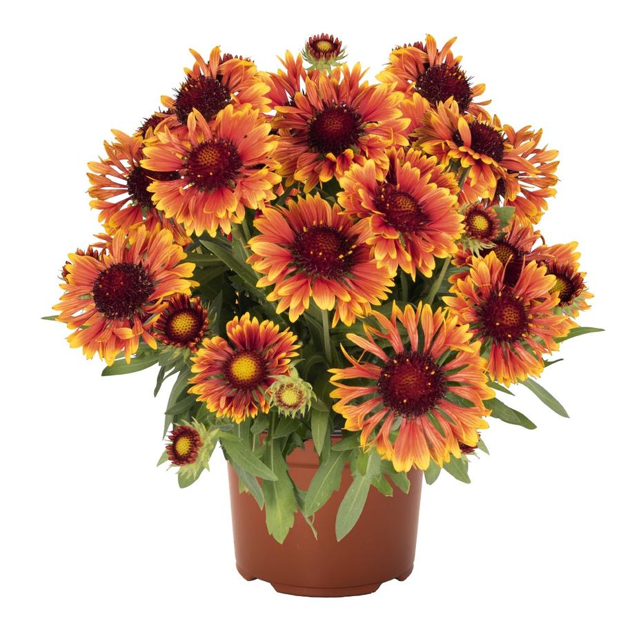 Gaillardia aristata 'Spintop Copper Sun'