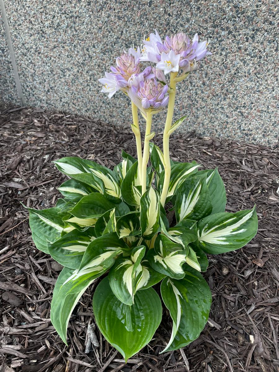 Hosta 'Amazone'