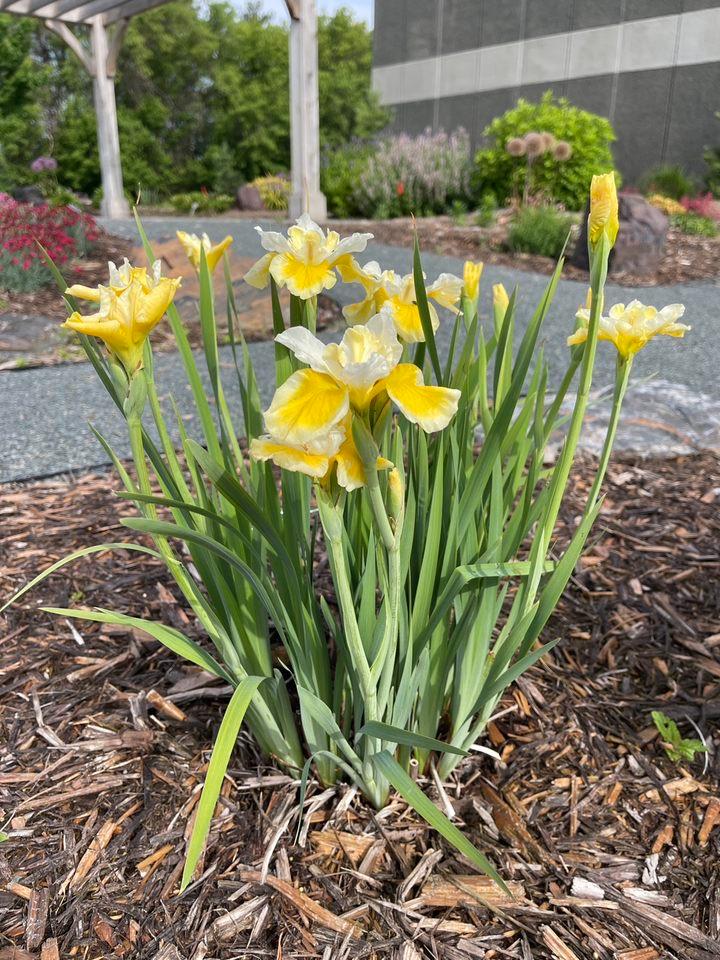 Iris siberica 'Peacock Butterfly™ Solar Energy'
