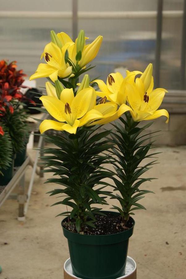 Lilium - LA Hybrid Lily 'Summer Sun®'