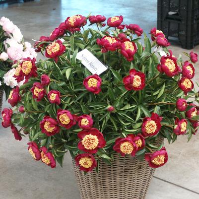 Peony 'Nippon Beauty'
