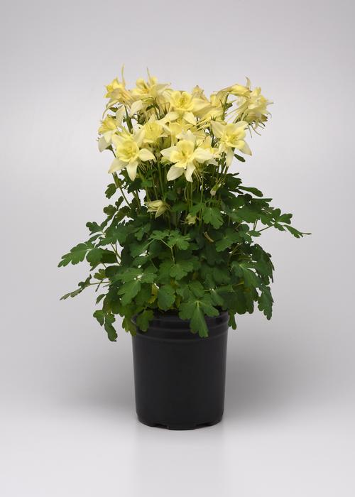 Aquilegia 'Earlybird™ Yellow'