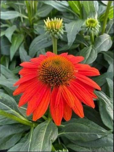 Echinacea 'Sombrero® Fiesta Orange'