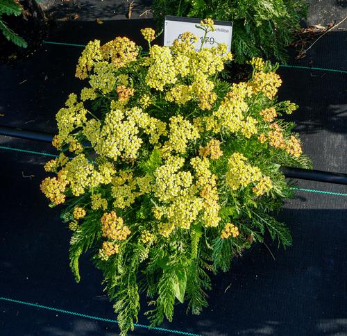 Achillea millefolium 'Milly Rock™ Yellow'