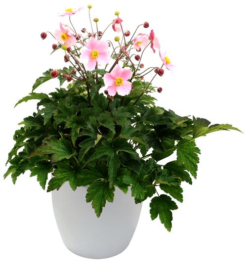 Anemone 'SATIN DOLL™ Blush'