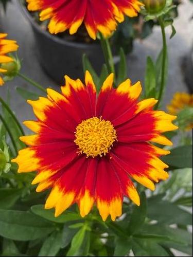 Coreopsis 'Uptick™ Red'