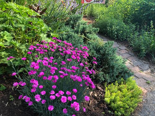 Dianthus gratianopolitanus 'Pink Fire'