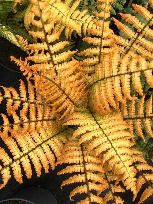 Dryopteris wallichiana 'Jurassic Gold'