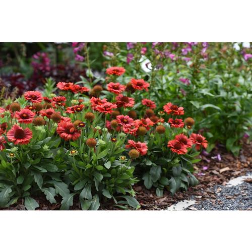 Gaillardia aristata 'Spintop Red'