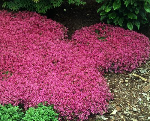 Thymus praecox 'Coccineus'