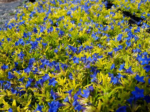 Lithodora 'Gold 'N Sapphires'