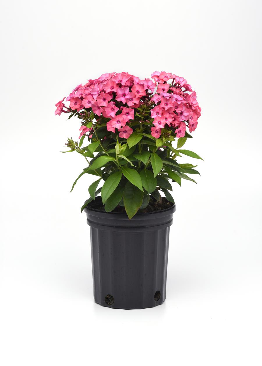 Phlox Medium Garden paniculata 'Super Ka-Pow™ Coral'