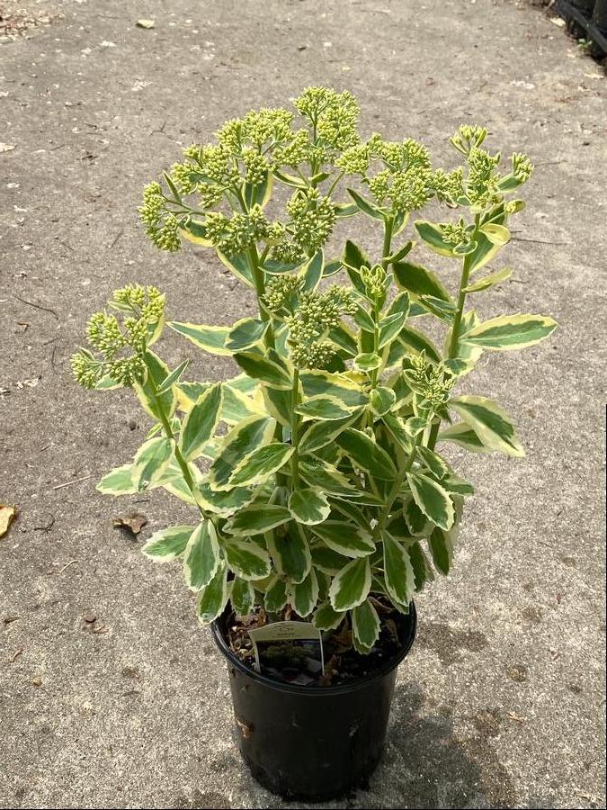Sedum Tall Upright Clumping 'Frosted Fire'
