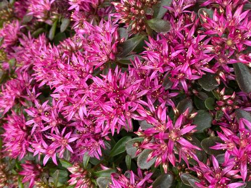 Sedum Low Growing/Ground Cover spurium 'Spot On™ Deep Rose'