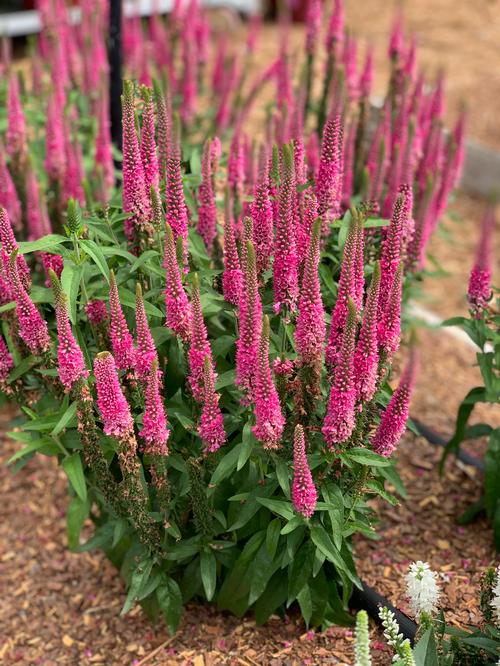 Veronica longifolia 'Vernique® Raspberry'