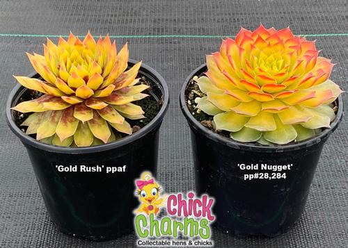 Sempervivum Chick Charms® 'Gold Rush'
