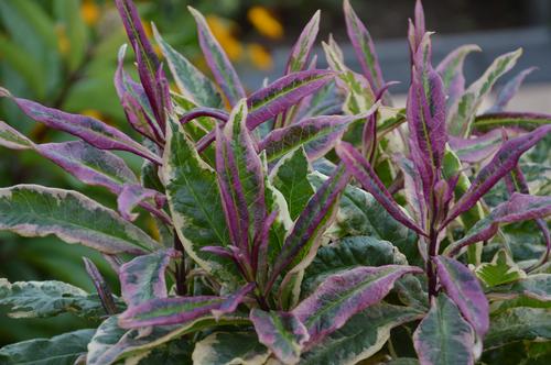 Phlox Tall Garden paniculata 'Olympus'