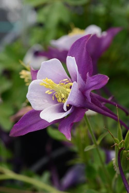 Aquilegia 'Earlybird™ Purple White'
