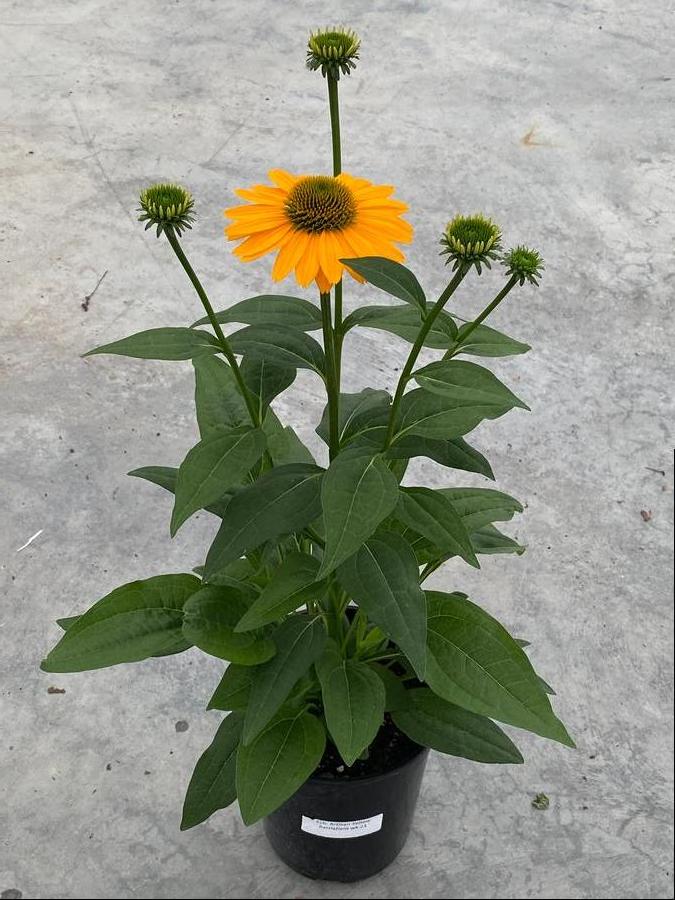 Echinacea 'Artisan™ Yellow Ombre'