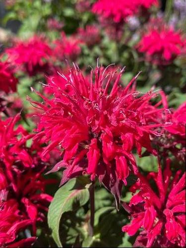 Monarda didyma 'Bee-Mine™ Red'