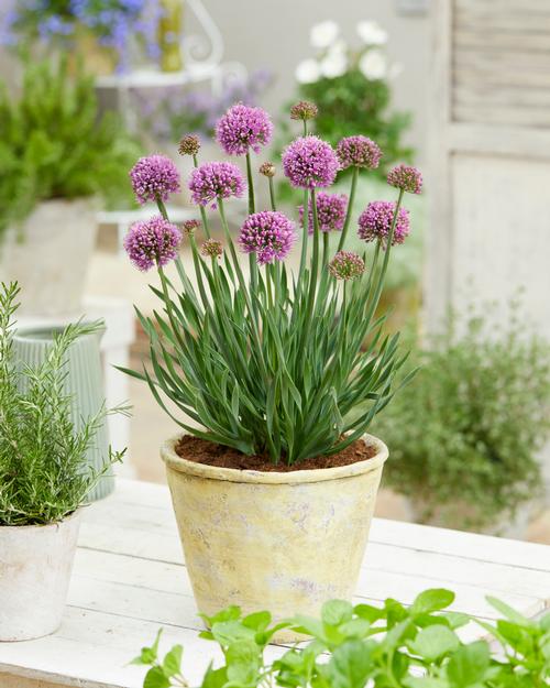 Allium 'Little Sapphire'