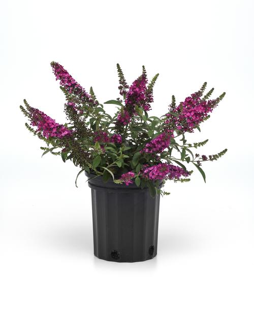Buddleia 'Chrysalis™ Cranberry'