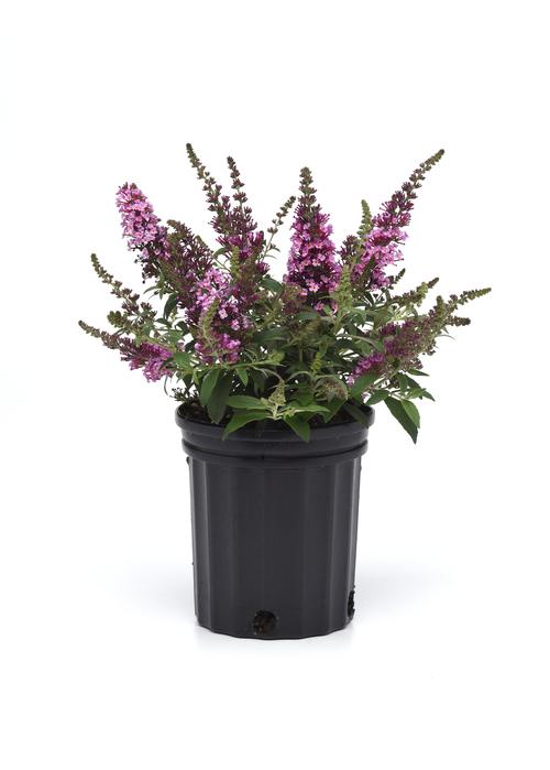 Buddleia 'Chrysalis™ Pink'