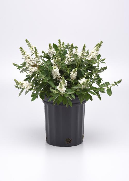 Buddleia 'Chrysalis™ White'