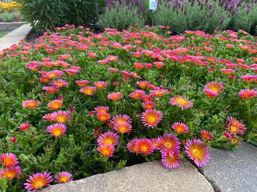 Delosperma 'Ocean Sunset™ Orange Glow'