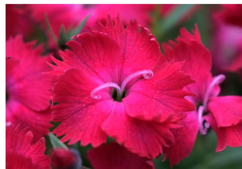 Dianthus gratianopolitanus 'Vivid™ Cherry Charm'