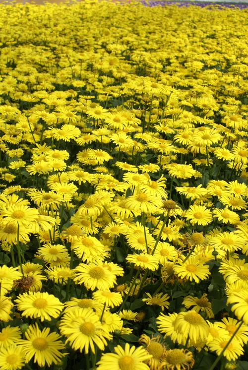 Doronicum orientale 'Little Leo'